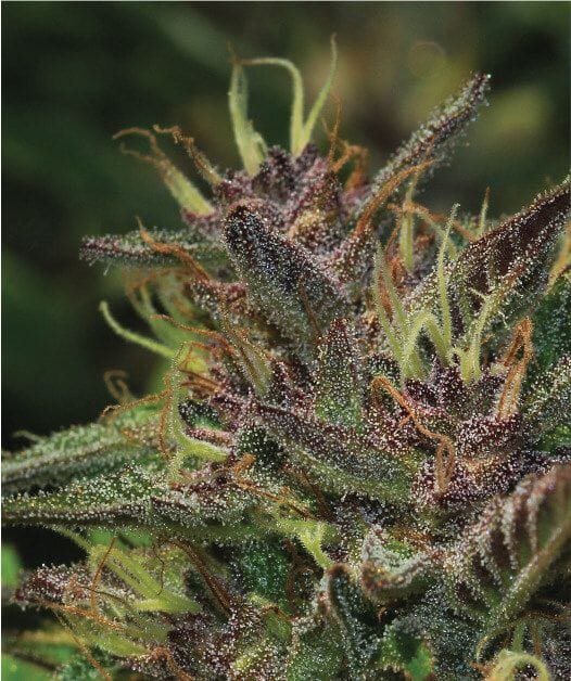 Blueberry Muffin von Humboldt Seed Co. bei Seedsman