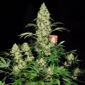 AK47 von Serious Seeds bei Seedsman
