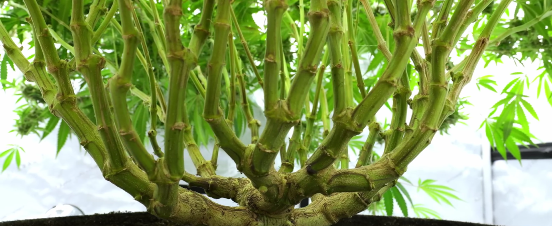 MAINLINING – beste Technik für maximalen Ertrag?!