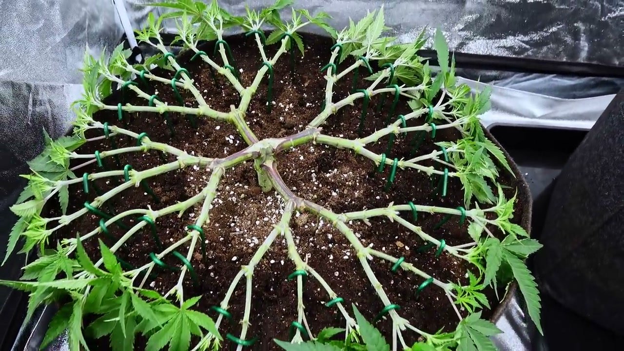 Platzhalter für Top-Ansicht aus dem Mainlining-Projekt