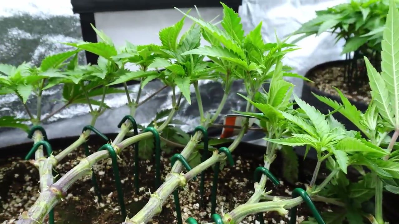 Platzhalter für Trainingsdetail aus dem Mainlining-Projekt