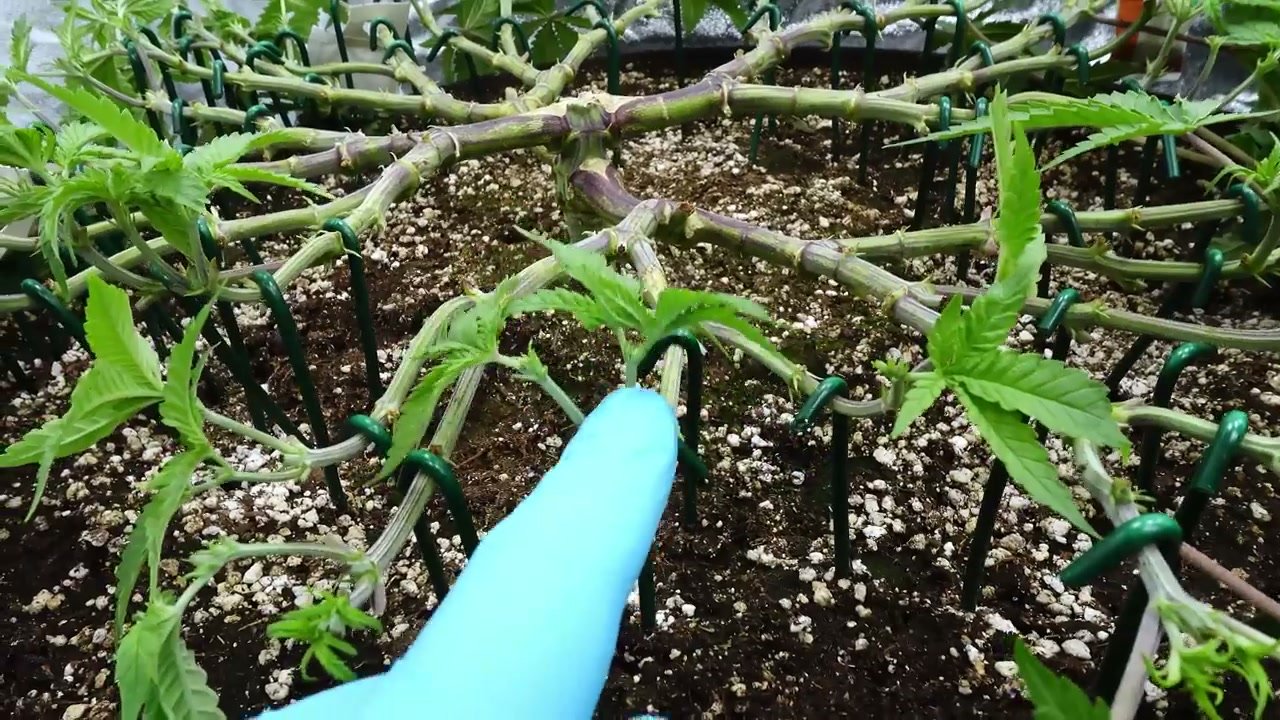 Platzhalter für Canopy-Bild aus dem Mainlining-Projekt