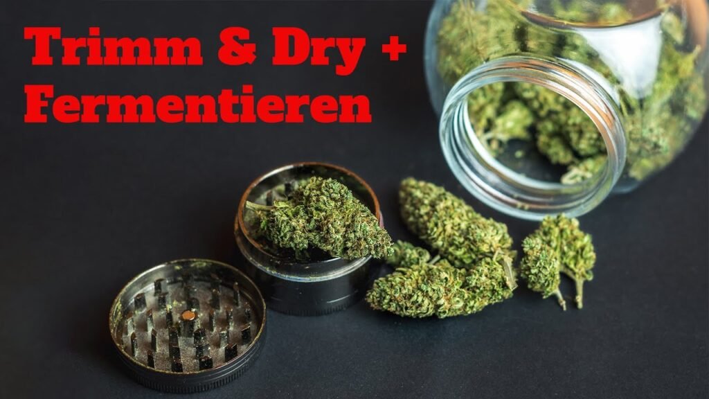 Cannabis trimmen, trocknen und fermentieren: So vermeidest du Hecke, Schimmel und Geschmacksverlust