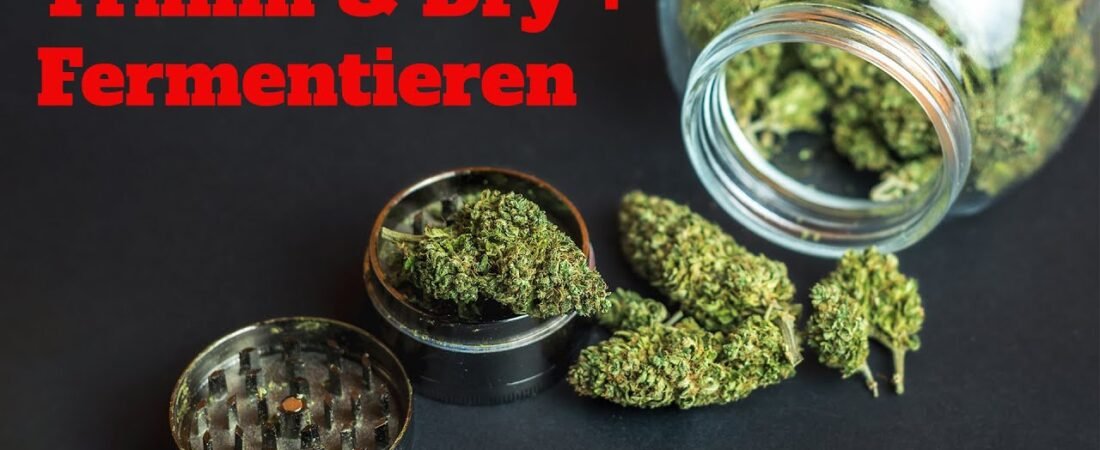 Cannabis trimmen, trocknen und fermentieren: So vermeidest du Hecke, Schimmel und Geschmacksverlust