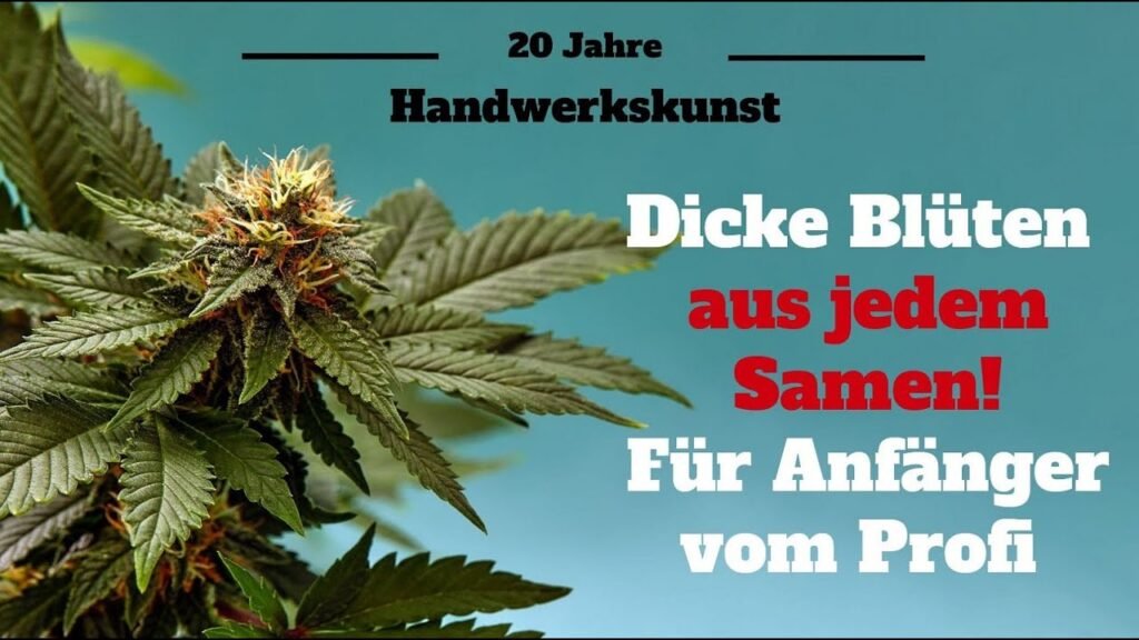 Cannabis anbauen für Anfänger Teil 1: Samenwahl, Keimung, Erde und frühe Vegi