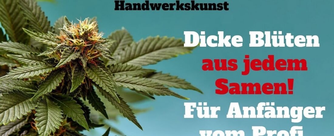 Cannabis anbauen für Anfänger Teil 1: Samenwahl, Keimung, Erde und frühe Vegi