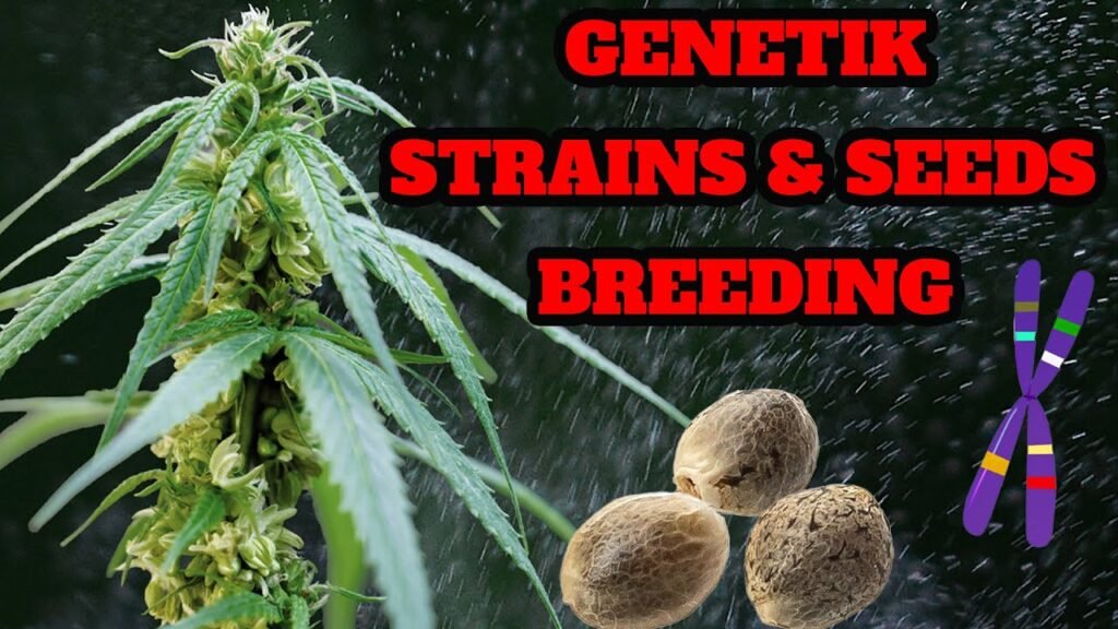 Cannabis Genetik verstehen: Samenarten, Phänotypen, Landrassen und sauberes Breeding