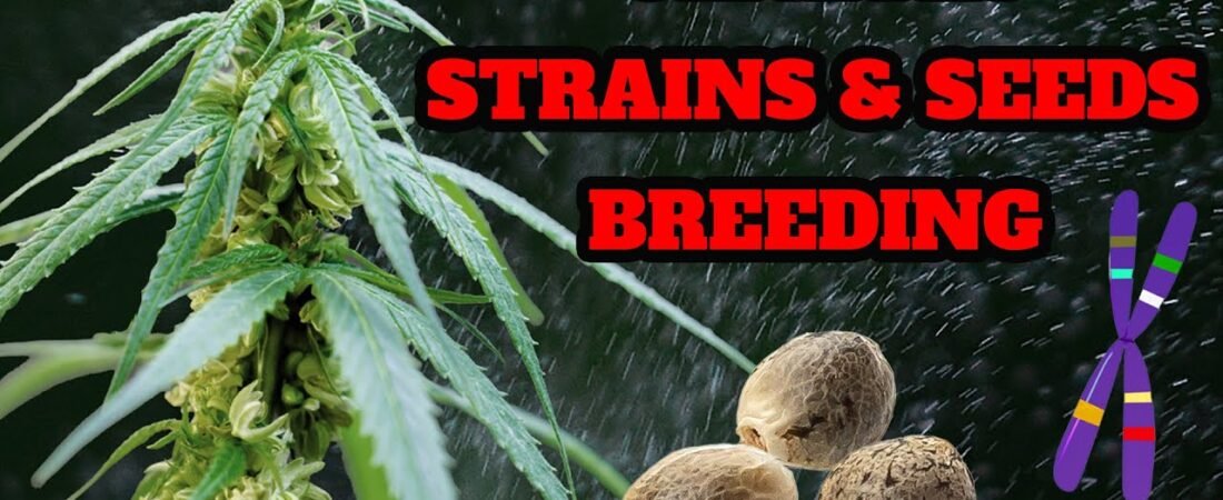 Cannabis Genetik verstehen: Samenarten, Phänotypen, Landrassen und sauberes Breeding