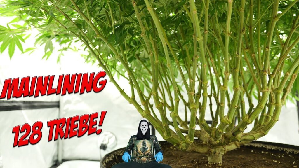 MAINLINING – beste Technik für maximalen Ertrag?!