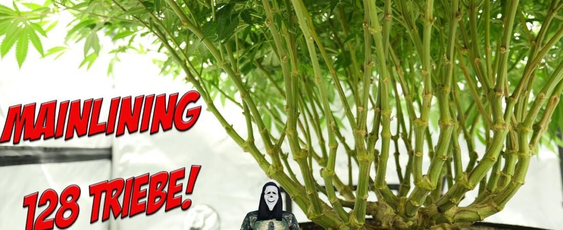 MAINLINING – beste Technik für maximalen Ertrag?!