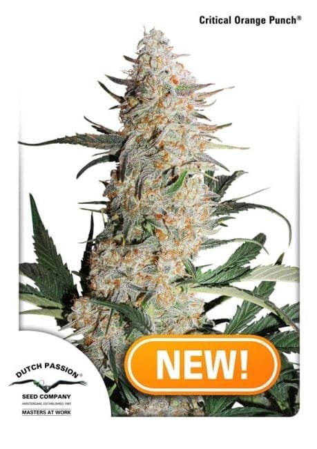 Critical Orange Punch bei Seedsman