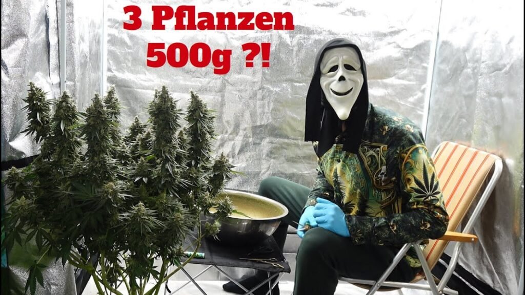 Wieviel Gramm bringen 3 Cannabis-Pflanzen indoor? Realistischer Ertragscheck