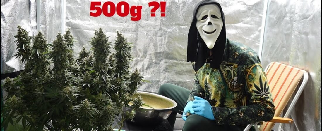 Wieviel Gramm bringen 3 Cannabis-Pflanzen indoor? Realistischer Ertragscheck