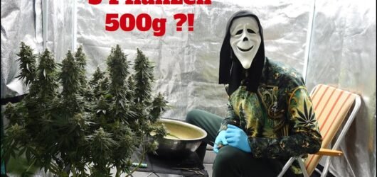 Wieviel Gramm bringen 3 Cannabis-Pflanzen indoor? Realistischer Ertragscheck