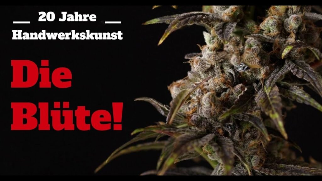 Cannabis anbauen für Anfänger Teil 2: Blüte, Stretch, Entlaubung, Klima und Ernte