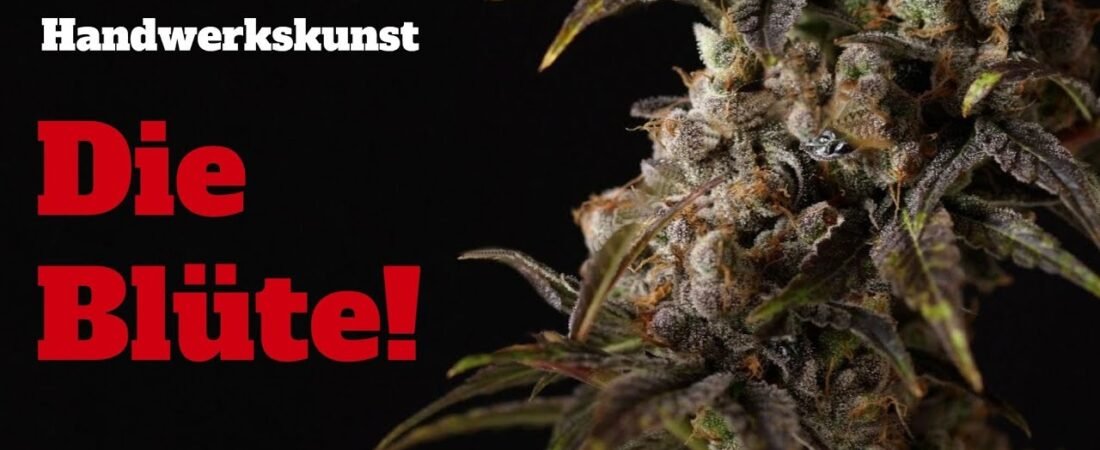 Cannabis anbauen für Anfänger Teil 2: Blüte, Stretch, Entlaubung, Klima und Ernte