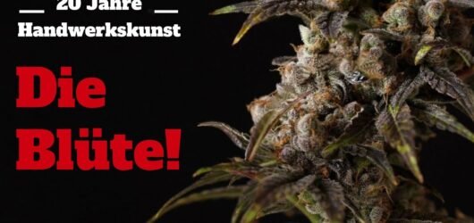 Cannabis anbauen für Anfänger Teil 2: Blüte, Stretch, Entlaubung, Klima und Ernte